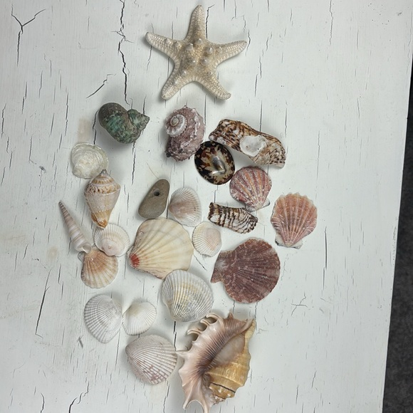 shells - Picture 14 of 15